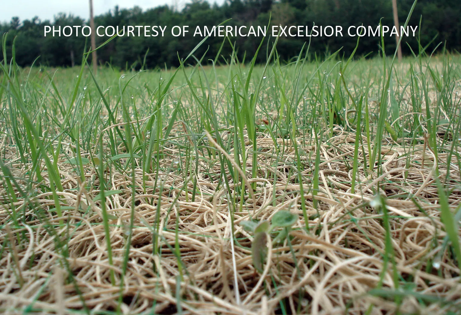 Curlex II - Erosion Control Blanket - 8' x 112.5' Tan
